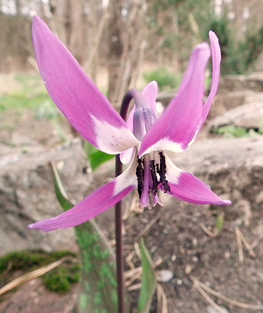Image of Erythronium sulevii specimen.