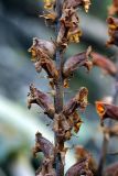 genus Orobanche