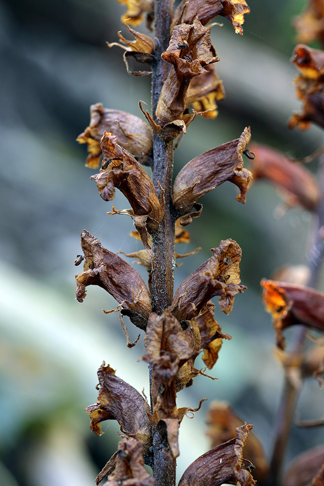 Image of genus Orobanche specimen.