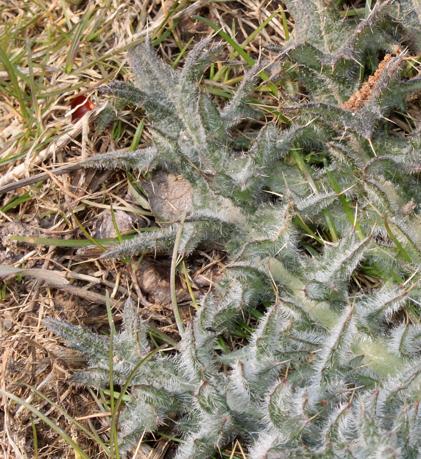 Изображение особи Cirsium vulgare.