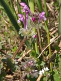Lamium amplexicaule. Верхушка растения с бутонами и цветками. Украина, г. Запорожье, пос. Солнечный, склон балки. 16.04.2013.