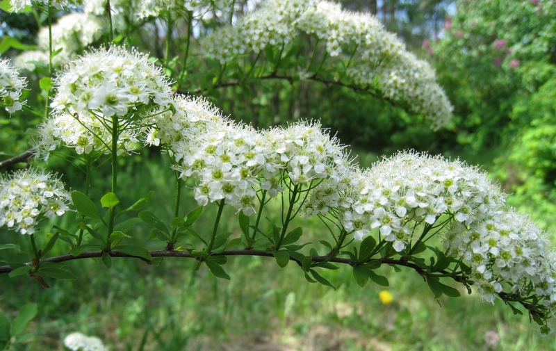 Изображение особи Spiraea media.