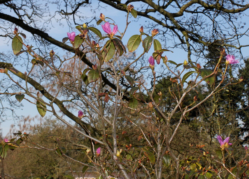 Image of Rhododendron × praecox specimen.