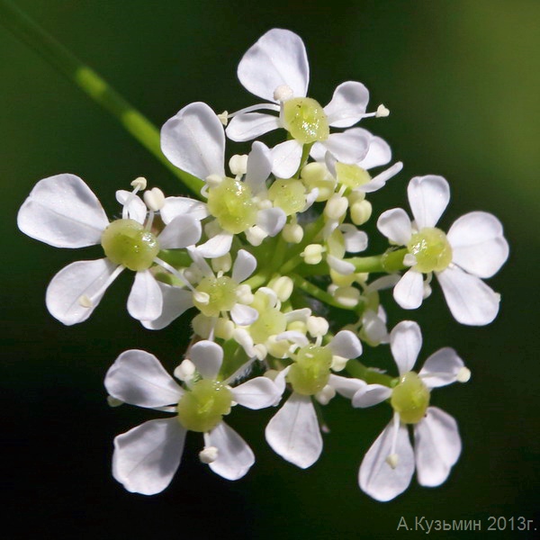 Image of Anthriscus sylvestris specimen.