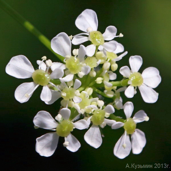 Изображение особи Anthriscus sylvestris.