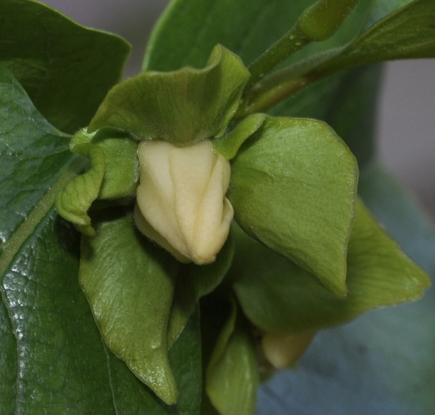 Image of genus Diospyros specimen.
