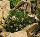 Townsendia rothrockii