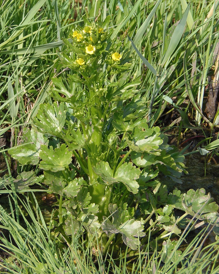 Image of Ranunculus sceleratus specimen.