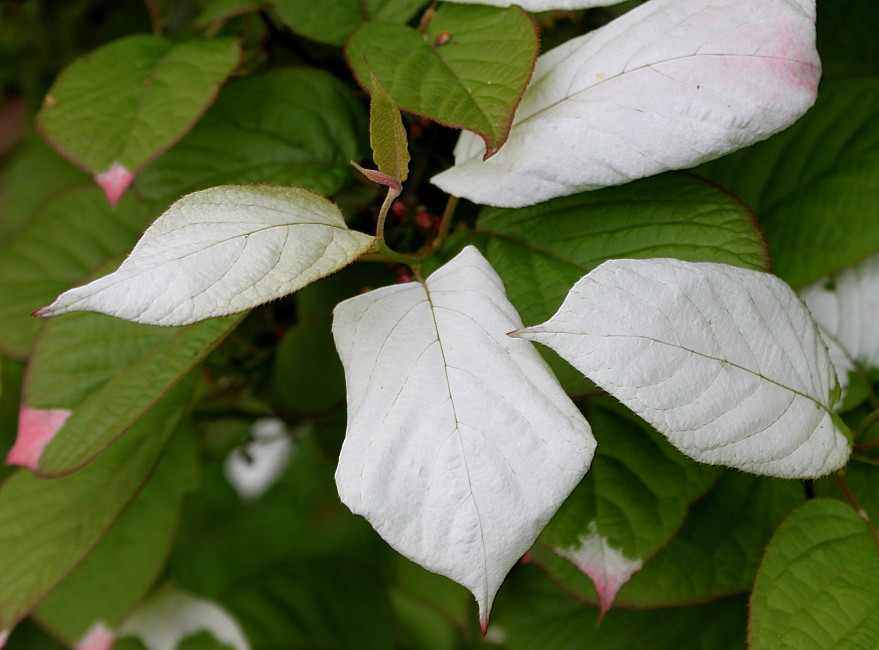 Изображение особи Actinidia kolomikta.