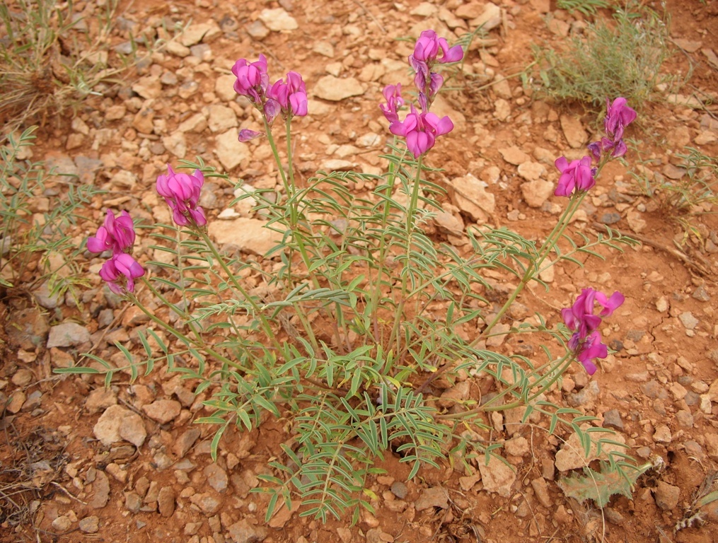 Image of Hedysarum razoumowianum specimen.