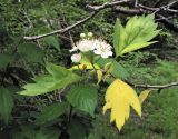 Crataegus almaatensis