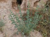 Lagochilus setulosus. Вегетирующее растение. Узбекистан, г. Ташкент, Актепа Юнусабадская. 19.05.2013.