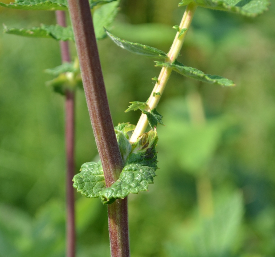 Изображение особи Filipendula ulmaria.