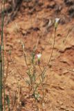 Xeranthemum longepapposum