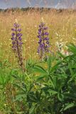 Lupinus polyphyllus. Соцветия и листья. Крым, Ай-Петринская яйла. 10 июля 2013 г.