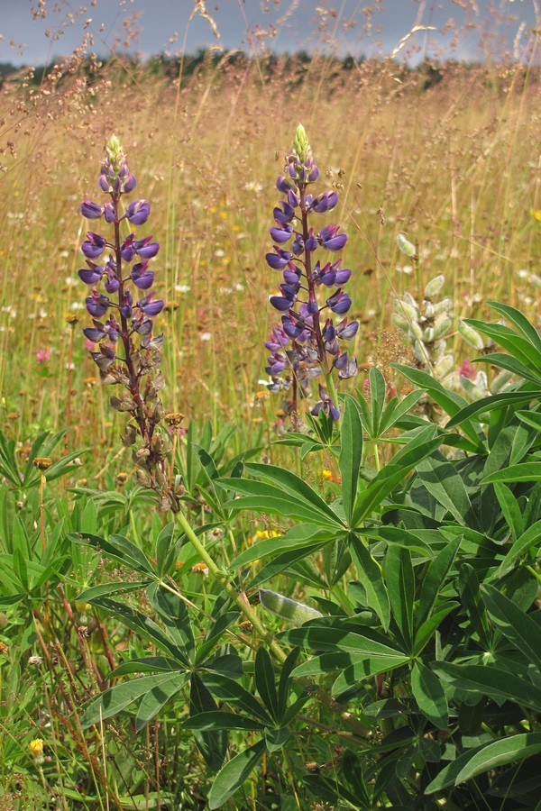 Image of Lupinus polyphyllus specimen.