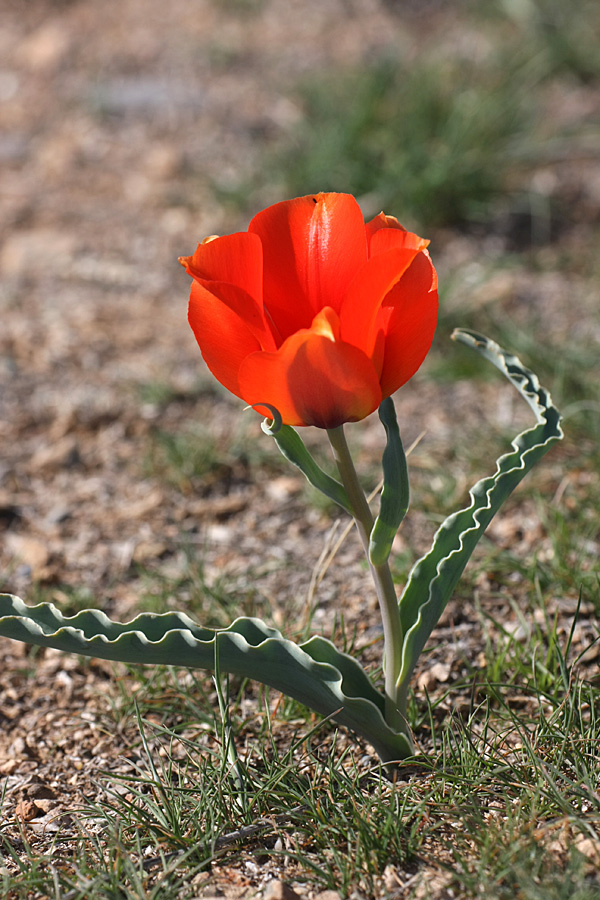 Изображение особи Tulipa borszczowii.