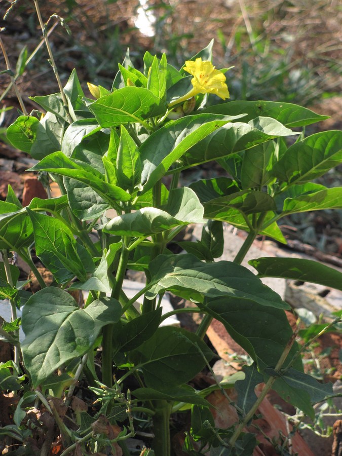 Изображение особи Mirabilis jalapa.