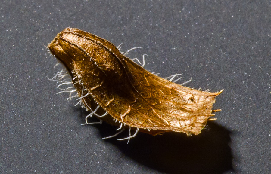 Image of Prunella vulgaris specimen.