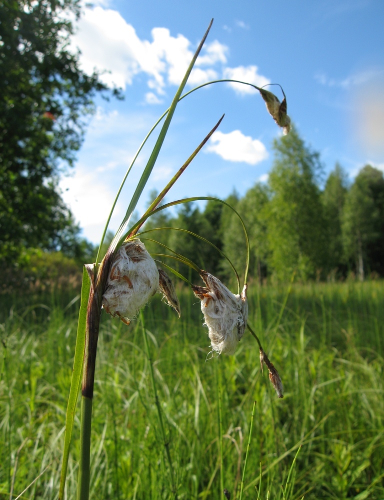 Изображение особи Eriophorum latifolium.