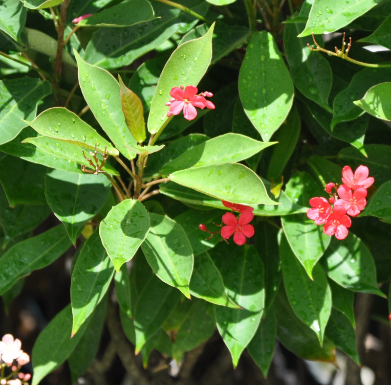 Image of Jatropha integerrima specimen.