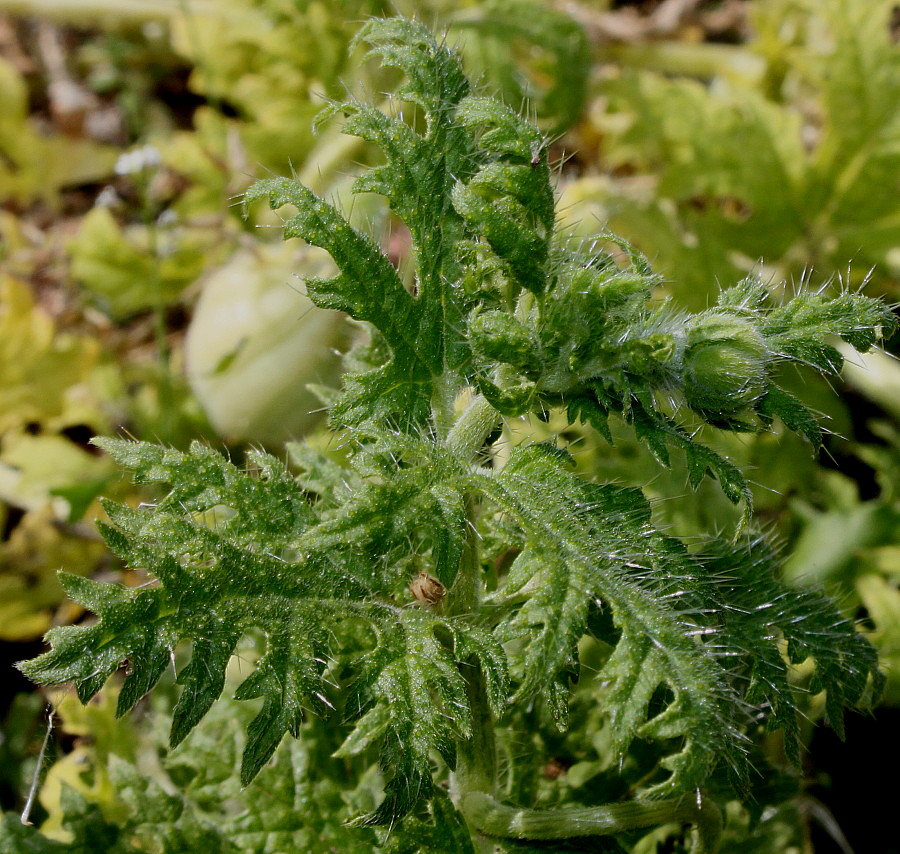 Image of Blumenbachia insignis specimen.