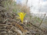 Sternbergia colchiciflora. Цветущее растение на степном склоне. Украина, Одесская обл., с. Холодная Балка, берег лимана Хаджибей. 05.10.2013.