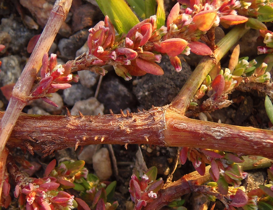 Изображение особи род Polygonum.