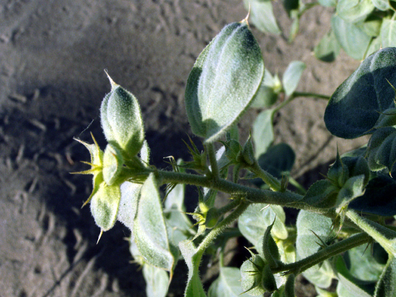 Изображение особи Agriophyllum latifolium.