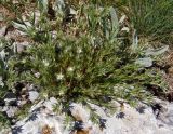 Minuartia glomerata. Цветущее растение. Крым, Ялтинский горно-лесной природный заповедник, Ай-Петри. 23.05.2013.