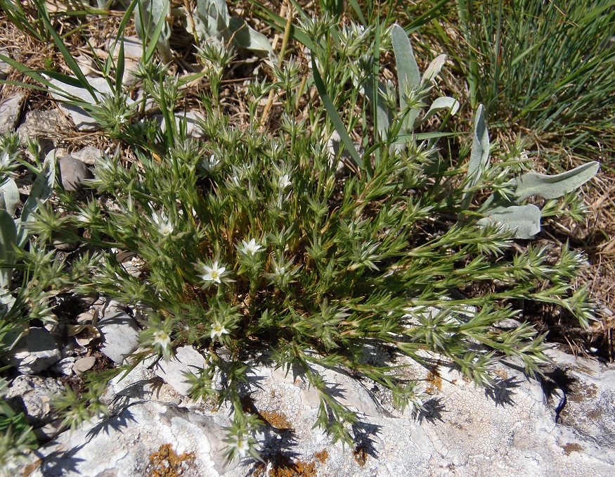 Image of Minuartia glomerata specimen.