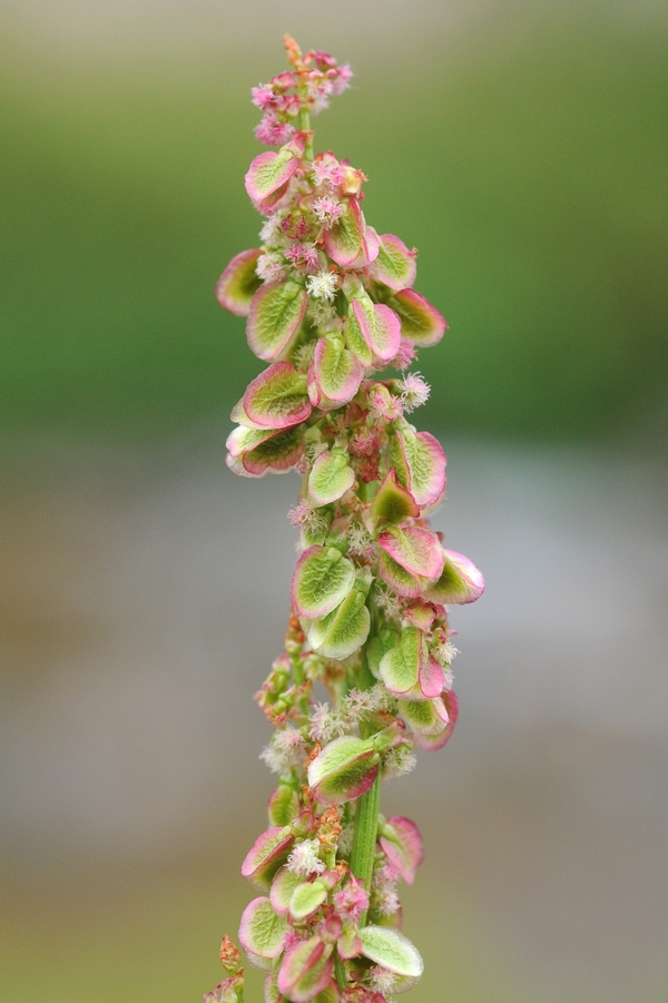 Image of Rumex acetosa specimen.