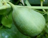 Aristolochia clematitis. Незрелый плод. Германия, г. Дюссельдорф, Ботанический сад университета. 14.08.2013.