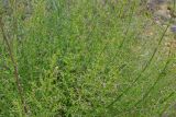 Scrophularia bicolor. Цветущее растение. Крым, Севастополь, окр. пос. Любимовка. 5 июня 2013 г.