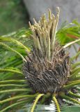 Cycas rumphii