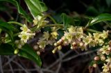 Smilax aspera