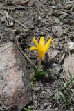 Colchicum luteum. Цветущее растение у края тающего снежника. Узбекистан, Ташкентская обл., Зап. отроги Чаткальского хр., гора Бол. Чимган, ущ. Аксая. 14.06.2009.