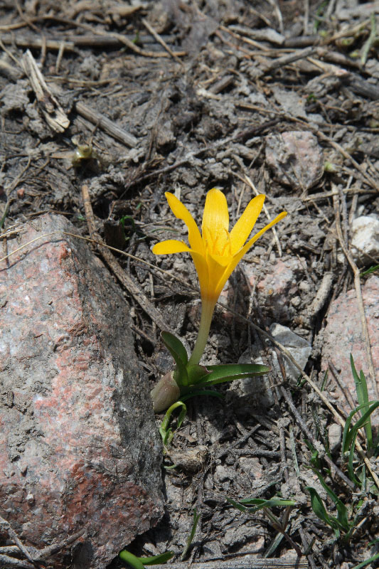 Изображение особи Colchicum luteum.