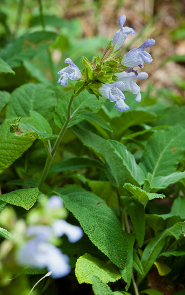 Изображение особи Salvia tomentosa.