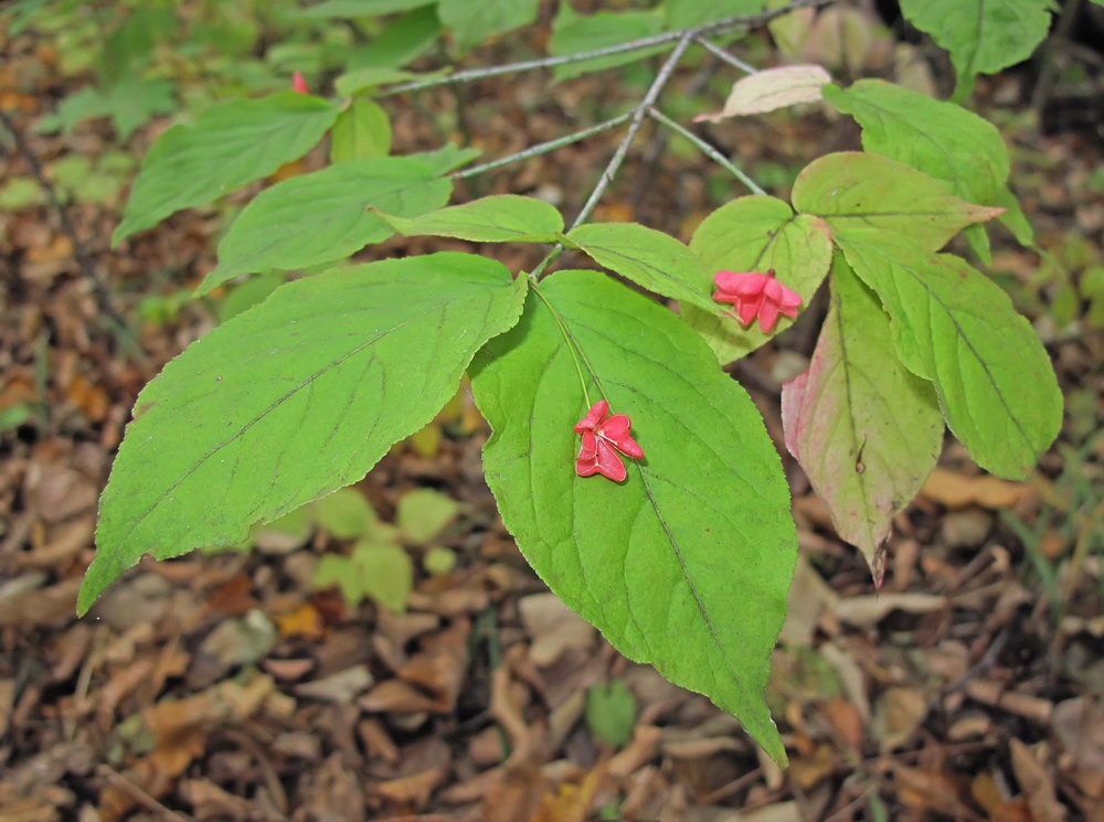 Image of Euonymus pauciflorus specimen.