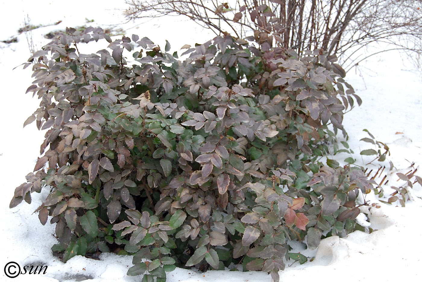 Изображение особи Mahonia aquifolium.