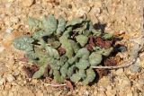 Eriogonum inflatum. Розетка прикорневых листьев. США, Калифорния, Joshua Tree National Park. 19.02.2014.