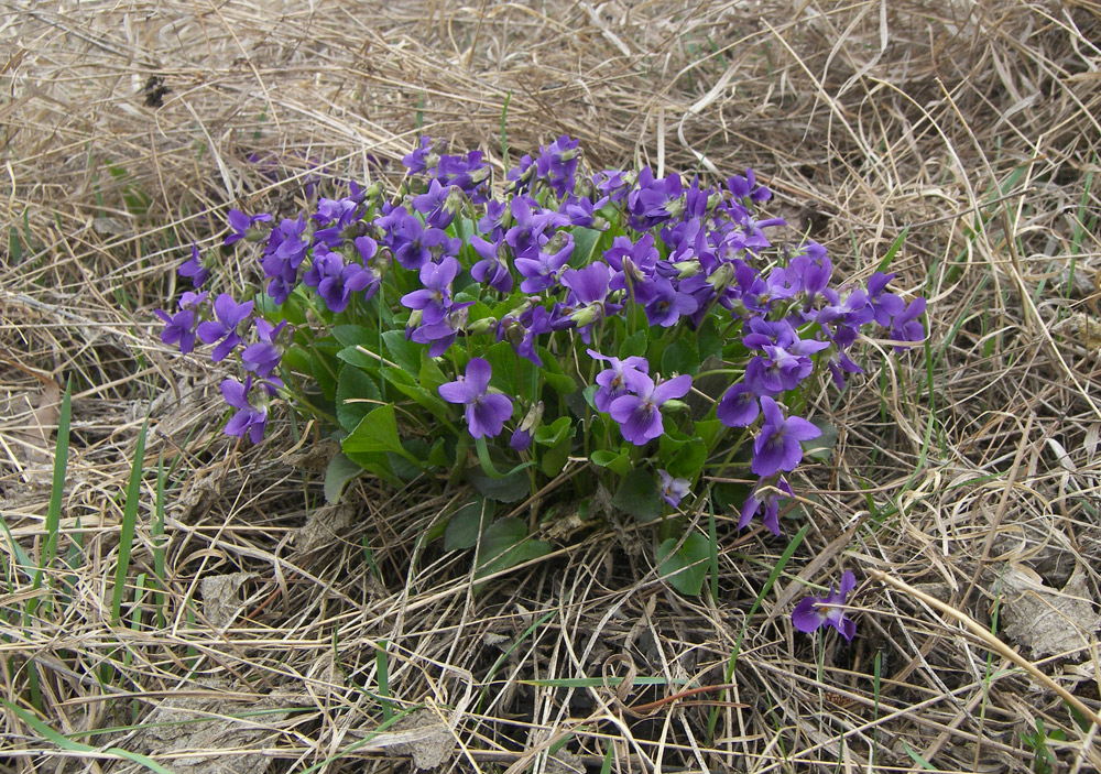 Изображение особи Viola ambigua.