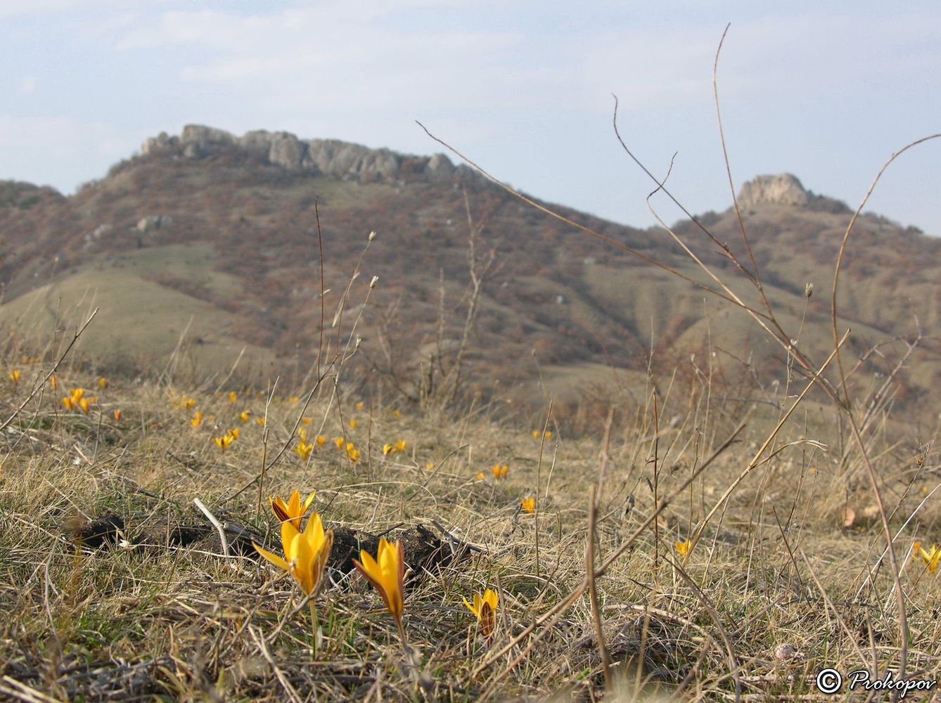 Image of Crocus angustifolius specimen.