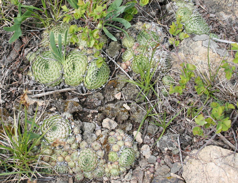 Изображение особи Orostachys spinosa.