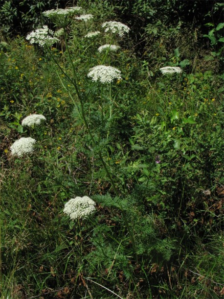 Изображение особи Selinum carvifolia.