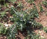 Gundelia tournefortii. Цветущее растение. Израиль, гора Гильбоа, гарига. 22.03.2014.