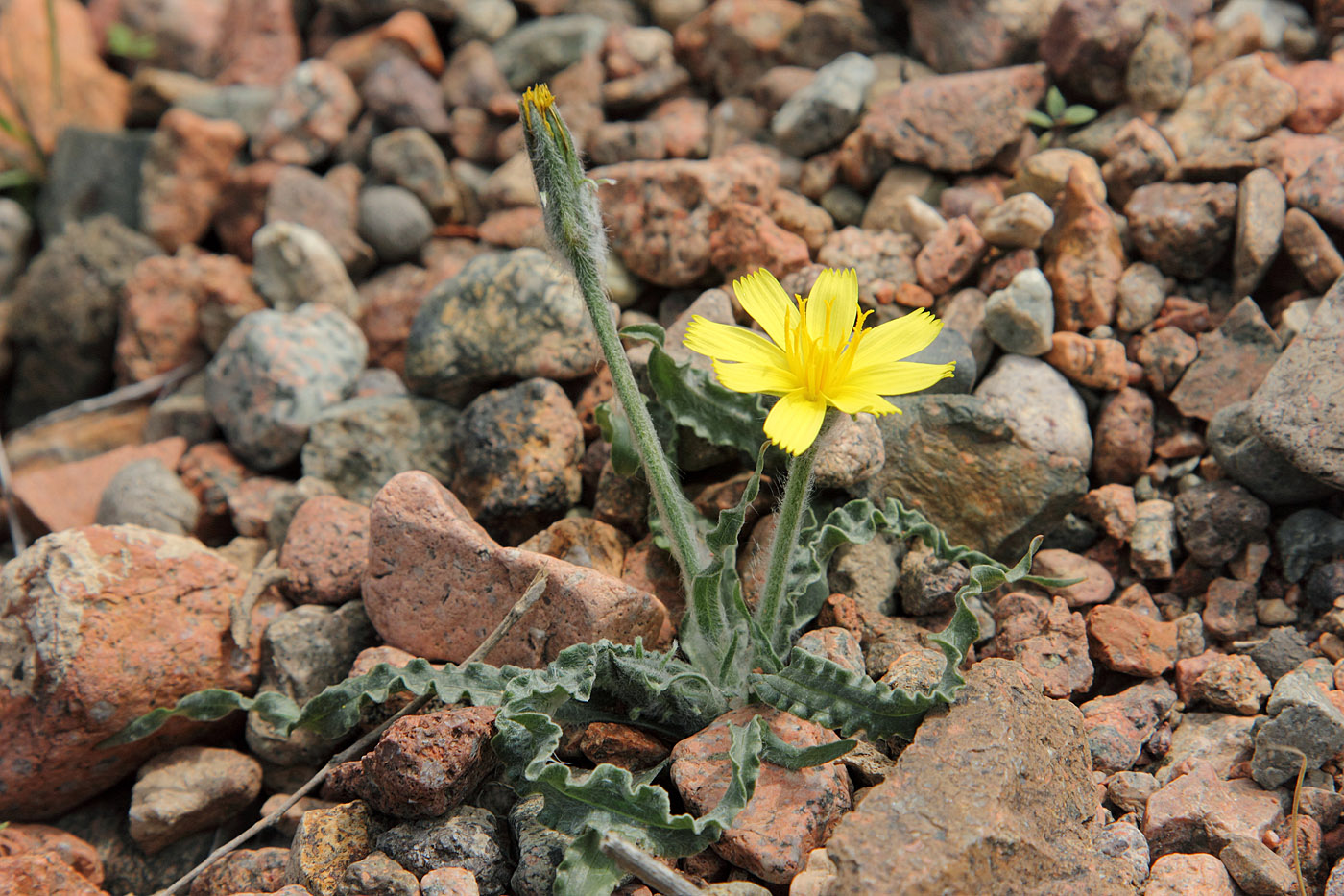 Изображение особи Scorzonera circumflexa.