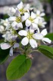 Amelanchier spicata