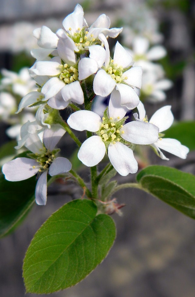 Изображение особи Amelanchier spicata.